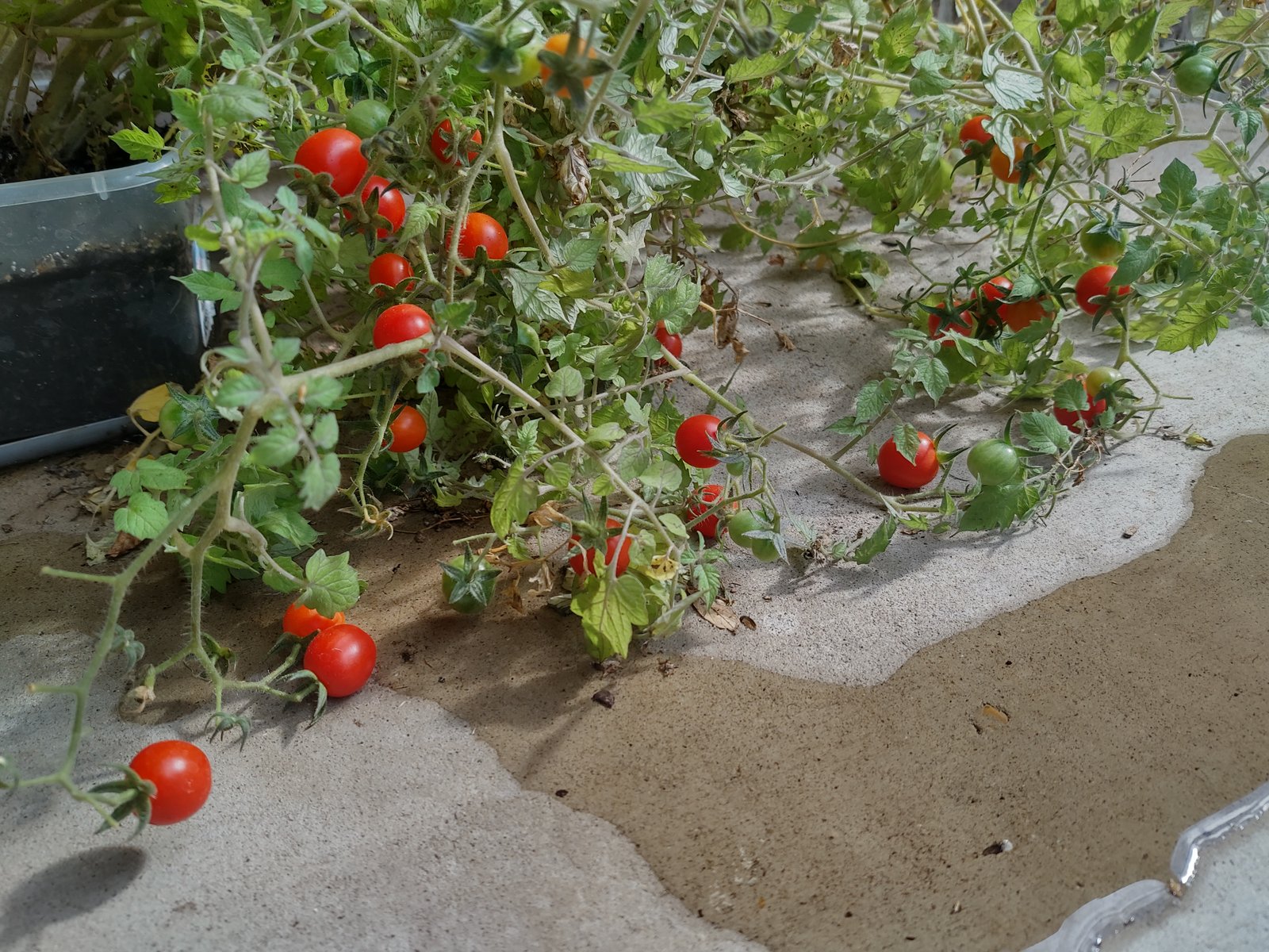 Ayaan's Houston garden